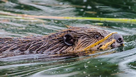 Beavers Behaving Badly