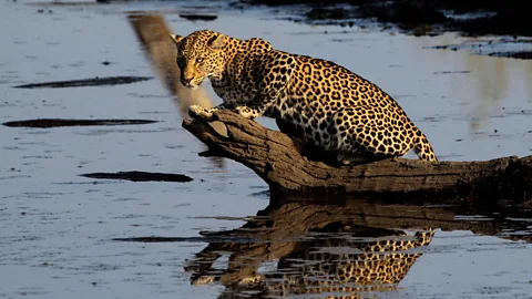 Fishing Leopards