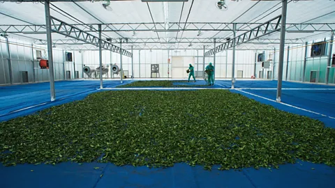 The Tastes of the Tea Trade