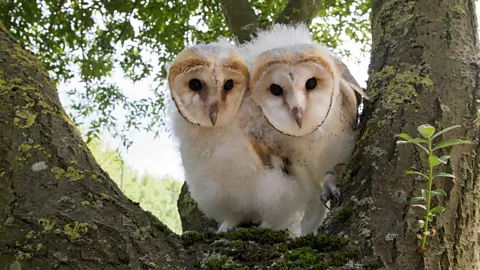 Owls: Behind the Magic