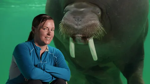 Walrus: Two Tonne Tusker