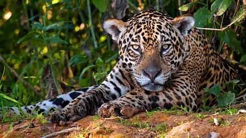 Jaguars: Brazil's Super Cats