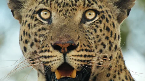 Lions Versus Crocodiles