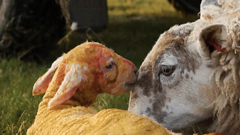 Lambs and Robot Dogs