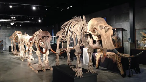 Woolly Mammoths