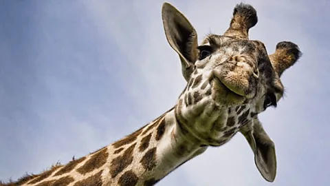 Secrets of the Maya Underworld