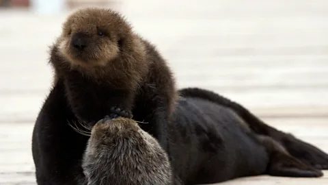 Sea Otters: A Million Dollar Baby