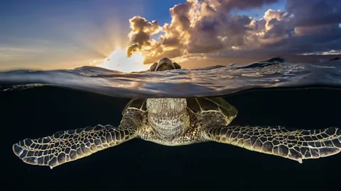 Caring for Living Beings