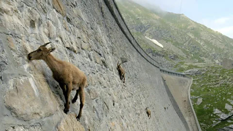 The Moth and the Flame