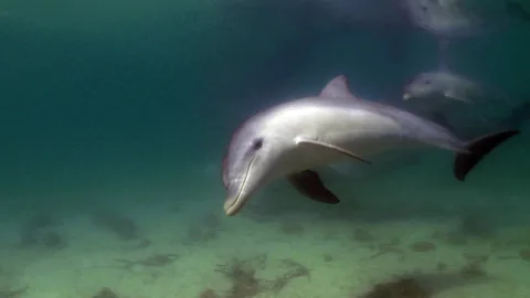 The Dolphins of Shark Bay