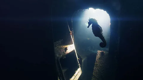 The Guardians of the Mediterranean