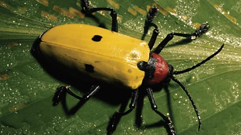 Victors of the Dry Land