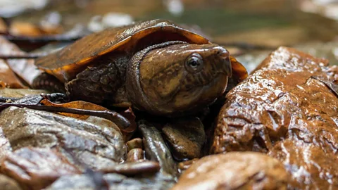 The Mysterious North