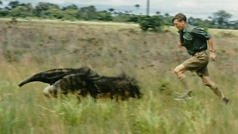 Zoo Quest for a Dragon