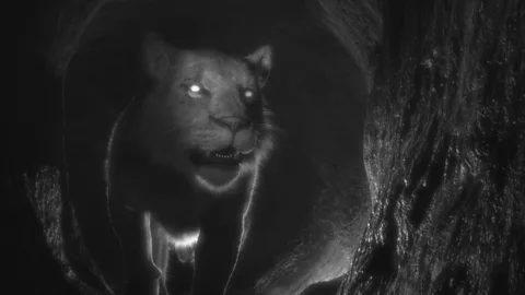 Land of the Cave Bear