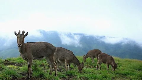 Mountains of the Monsoon