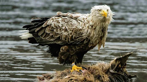 The Hidden Highlands