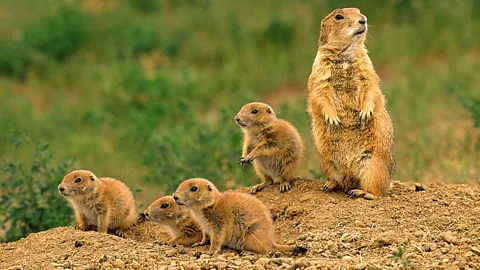 Prairie Dogs - Talking Their Language