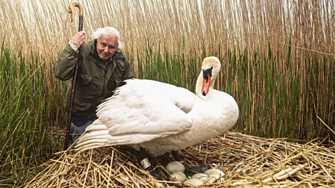 Attenborough's Wonder of Eggs