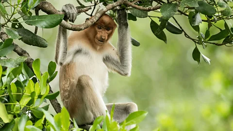 Borneo: Sacred Forest
