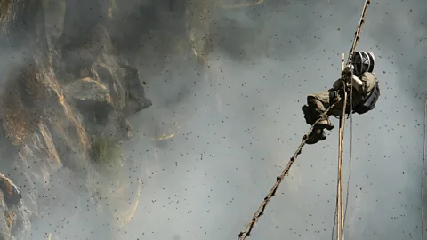 Honey Hunting in Nepal