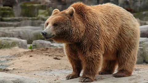 Animal Frankensteins