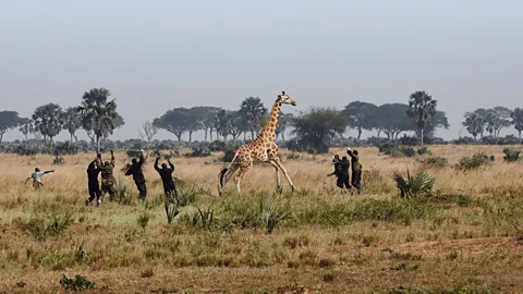 Giraffes - Africa's Gentle Giants