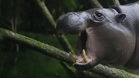 Operation Pygmy Hippo