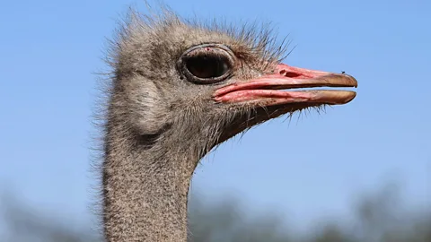 Attenborough's Big Birds