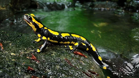 Remarkable Regeneration