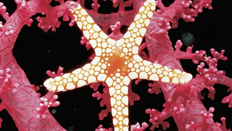 First Invasion of Land