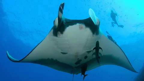Queen of the Manta Rays