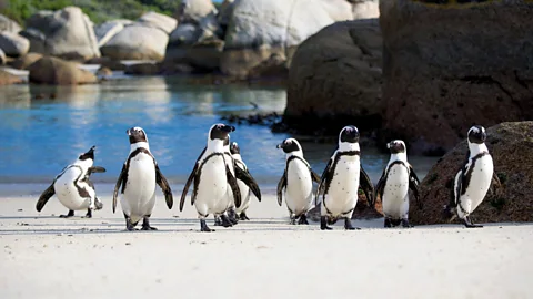 Penguins: Meet the Family