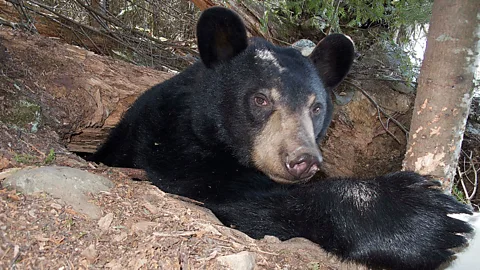 Lily - A Bear's Wild Life