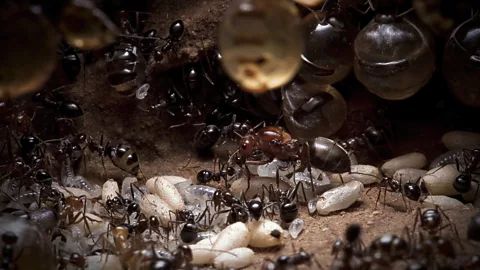 Empire of the Desert Ants