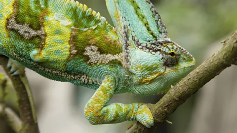 Stretched to the Limit