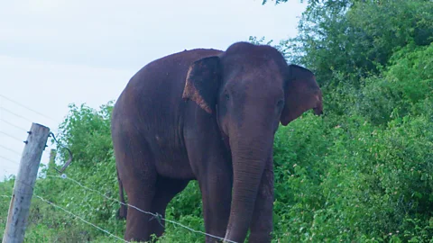 Sri Lanka: Return to Teardrop Island - Part One