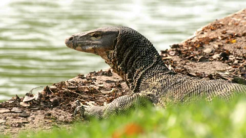 The Central Heartland