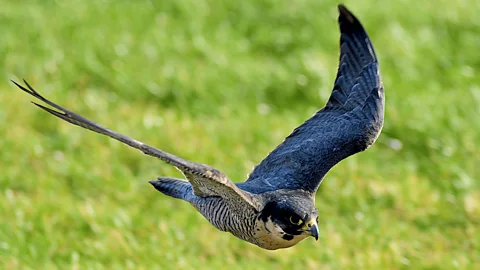 An Unexpected Wilderness