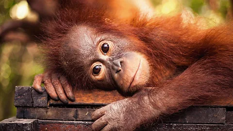 Red Ape - Saving the Orangutan