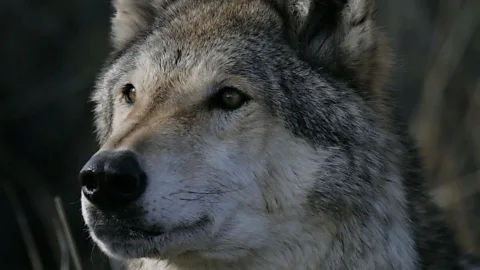 Lobo - The Wolf That Changed America