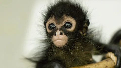 Jungle Animal Hospital