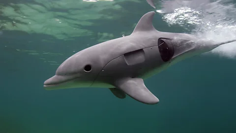 Orcas and Bottlenoses