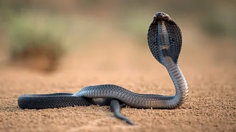 India's Deadliest Snakes