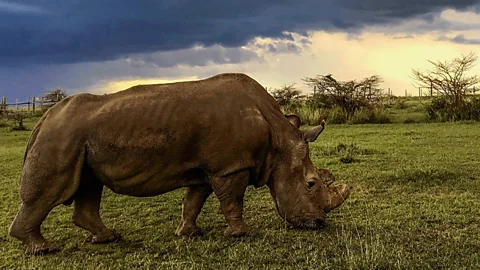 Sudan: The Last of the Rhinos