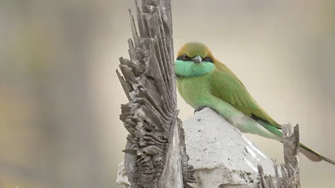 Sri Lanka: Return to Teardrop Island - Part Two