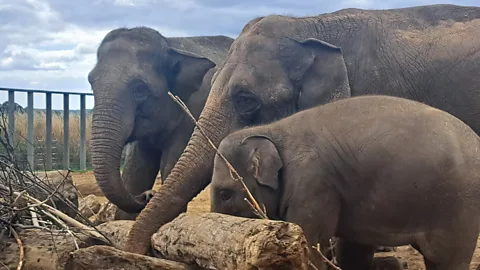 The Documentary Podcast, Digital Dolittles: Talking to the animals?