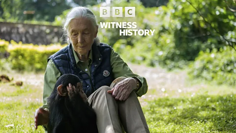 Witness History, Witness History, Jane Goodall and chimpanzees