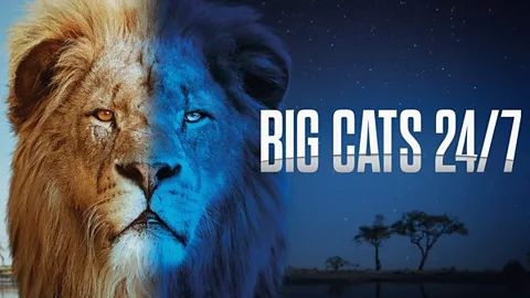 Big Cats 24/7