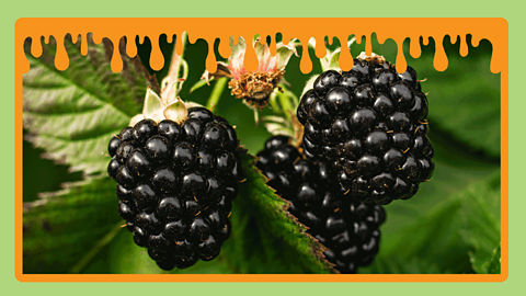Three blackberries on a bush with leaves